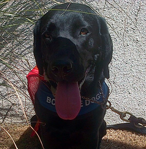 Seated black puppy, tongue out, wearing a blue BC Guide Dogs jacket with a rainbow flag. Background is grass and grey wall.