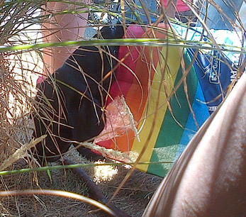 Black puppy wearing a blue BC Guide Dogs jacket with a rainbow flag draped over the side. She is nosing at a large stick on the ground while surrounded by many standing humans.